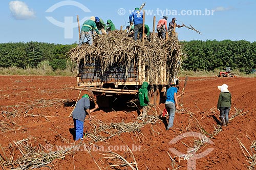  Manual planting of sugarcane  - Planalto city - Sao Paulo state (SP) - Brazil