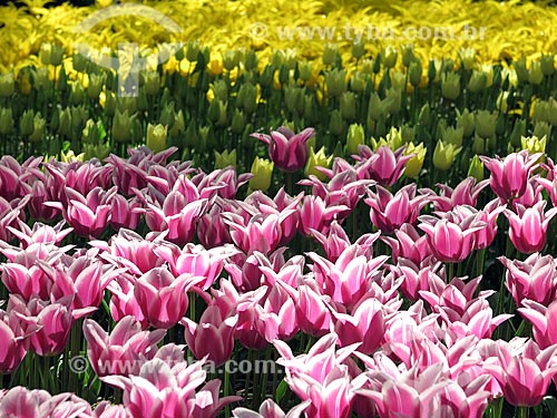  Flowers - Keukenhof Park  - Lisse city - Netherlands