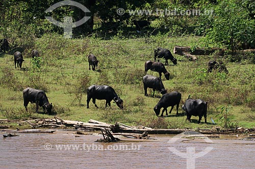  Buffalos raising on the banks of Amazonas River  - Urucara city - Amazonas state (AM) - Brazil