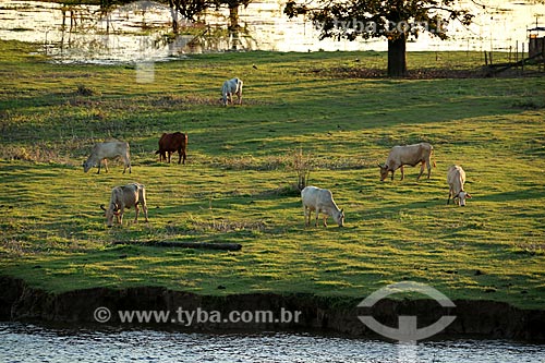  Cattle raising on the banks of Amazonas River  - Itacoatiara city - Amazonas state (AM) - Brazil