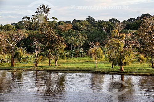  Amazon Rainforest on the banks of Amazonas River  - Careiro da Varzea city - Amazonas state (AM) - Brazil