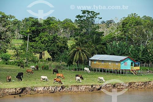  Cattle raising on the banks of Amazonas River  - Careiro da Varzea city - Amazonas state (AM) - Brazil