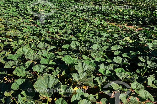  Pumpkin plantation  - Novo Horizonte city - Sao Paulo state (SP) - Brazil