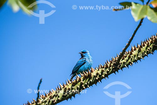  Detail of Blue dacnis (Dacnis cayana) - also known as Turquoise honeycreeper - Serrinha do Alambari Environmental Protection Area  - Resende city - Rio de Janeiro state (RJ) - Brazil