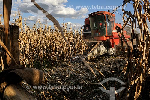  Corn mechanized harvesting  - Mirassol city - Sao Paulo state (SP) - Brazil