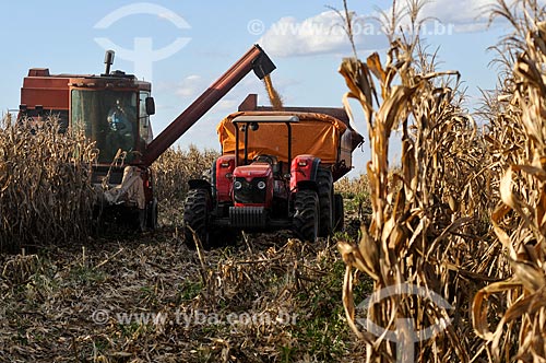  Corn unloading during mechanized harvesting  - Mirassol city - Sao Paulo state (SP) - Brazil