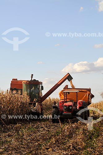  Corn unloading during mechanized harvesting  - Mirassol city - Sao Paulo state (SP) - Brazil