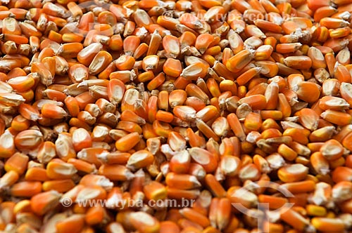  Details of grains of corn  - Mirassol city - Sao Paulo state (SP) - Brazil