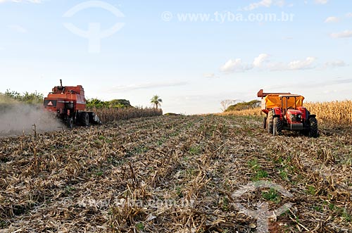  Corn plantation after mechanized harvesting  - Mirassol city - Sao Paulo state (SP) - Brazil