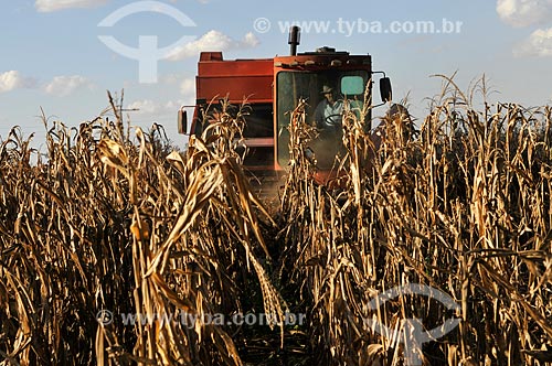  Corn mechanized harvesting  - Mirassol city - Sao Paulo state (SP) - Brazil