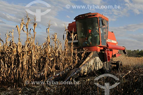  Corn mechanized harvesting  - Mirassol city - Sao Paulo state (SP) - Brazil