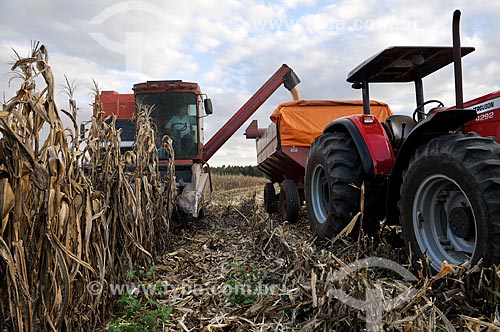  Corn unloading during mechanized harvesting  - Mirassol city - Sao Paulo state (SP) - Brazil