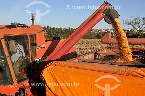  Corn unloading during mechanized harvesting  - Mirassol city - Sao Paulo state (SP) - Brazil