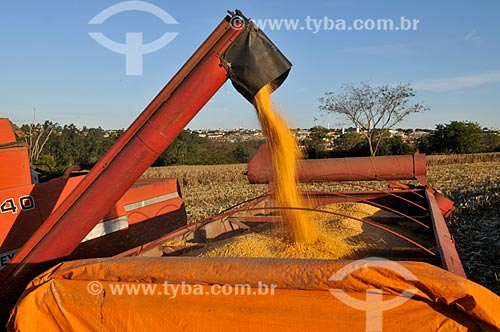  Corn unloading during mechanized harvesting  - Mirassol city - Sao Paulo state (SP) - Brazil