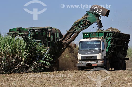  Sugarcane mechanized harvesting  - Planalto city - Sao Paulo state (SP) - Brazil