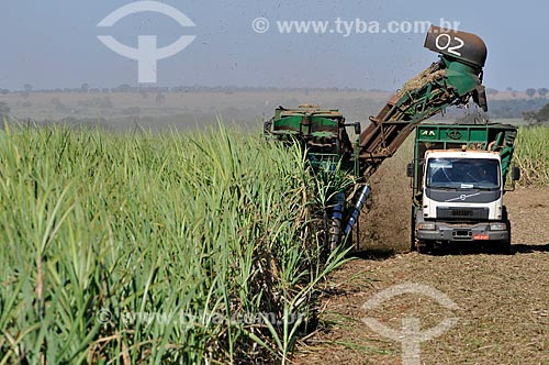  Sugarcane mechanized harvesting  - Planalto city - Sao Paulo state (SP) - Brazil