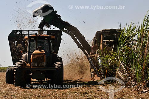  Sugarcane mechanized harvesting  - Planalto city - Sao Paulo state (SP) - Brazil