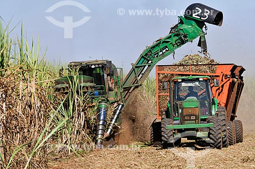  Sugarcane mechanized harvesting  - Planalto city - Sao Paulo state (SP) - Brazil