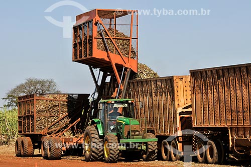  Sugarcane unloading during mechanized harvesting  - Planalto city - Sao Paulo state (SP) - Brazil