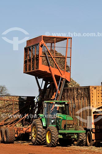  Sugarcane unloading during mechanized harvesting  - Planalto city - Sao Paulo state (SP) - Brazil