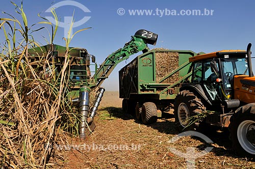  Sugarcane mechanized harvesting  - Planalto city - Sao Paulo state (SP) - Brazil