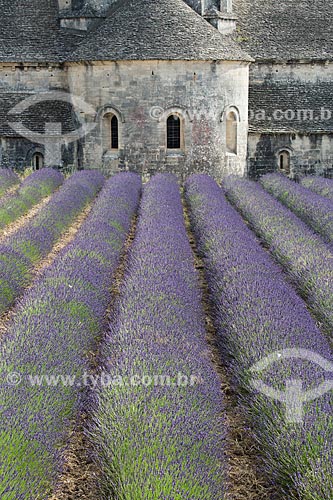  Lavender fields with the Notre-Dame de Senanque Abbey (1148) in the background  - Gordes city - Vaucluse department - France