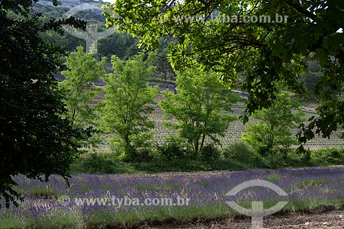  Lavender fields of the Notre-Dame de Senanque Abbey  - Gordes city - Vaucluse department - France