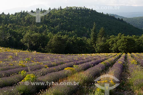  Lavender fields - Parc Naturel Régional du Luberon (Regional Natural Park of Luberon)  - Apt city - Vaucluse department - France