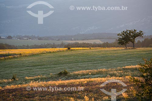 Lavender fields near to Ferrassieres city  - Ferrassieres city - Drome department - France