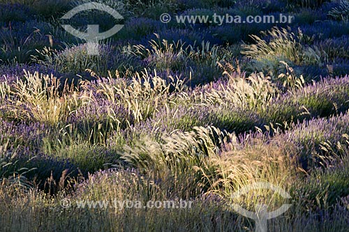  Lavender fields near to Ferrassieres city  - Ferrassieres city - Drome department - France