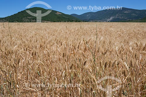  Wheat plantation near to Saumane city  - Apt city - Vaucluse department - France