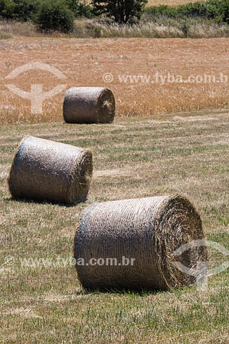  Detail of hay harvest near to Saumane city  - Saumane city - Alpes-de-Haute-Provence department - France