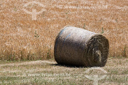  Hay harvest near to Saumane city  - Saumane city - Alpes-de-Haute-Provence department - France