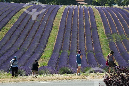  Tourists photographing - lavender fields near to Valensole city  - Valensole city - Alpes-de-Haute-Provence department - France