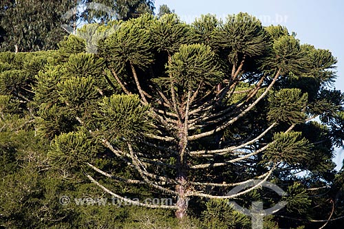  Araucaria (Araucaria angustifolia) - Mergulhao Italian Colony  - Sao Jose dos Pinhais city - Parana state (PR) - Brazil