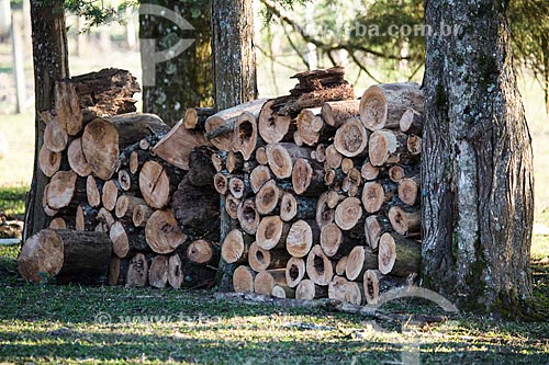  Fuelwood of spanish cedar (Cedrela odorata) - Mergulhao Italian Colony  - Sao Jose dos Pinhais city - Parana state (PR) - Brazil