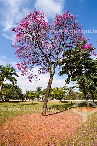  Pink Ipe tree (Tabebuia heptaphylla) - Ibirapuera Park  - Sao Paulo city - Sao Paulo state (SP) - Brazil