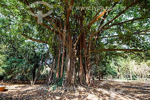  Fig tree - Ibirapuera Park  - Sao Paulo city - Sao Paulo state (SP) - Brazil