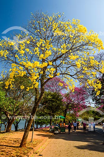  Yellow Ipe Tree - Ibirapuera Park  - Sao Paulo city - Sao Paulo state (SP) - Brazil