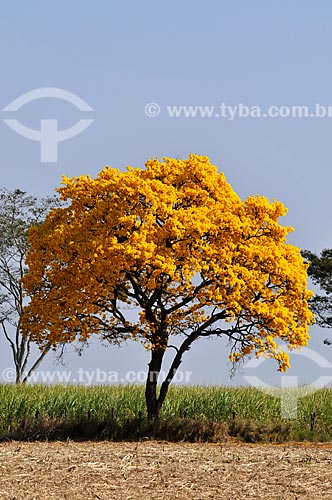  Detail of Yellow Ipe Tree  - Votuporanga city - Sao Paulo state (SP) - Brazil