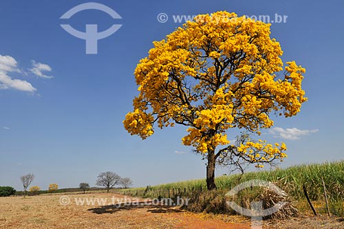  Detail of Yellow Ipe Tree  - Votuporanga city - Sao Paulo state (SP) - Brazil