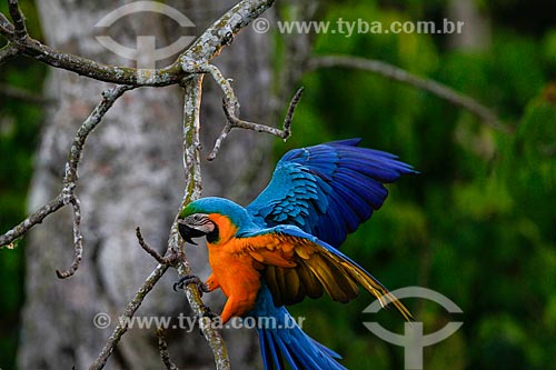 Blue-and-yellow Macaw (Ara ararauna) - also known as the Blue-and-gold Macaw in Amazon rainforest  - Manaus city - Amazonas state (AM) - Brazil