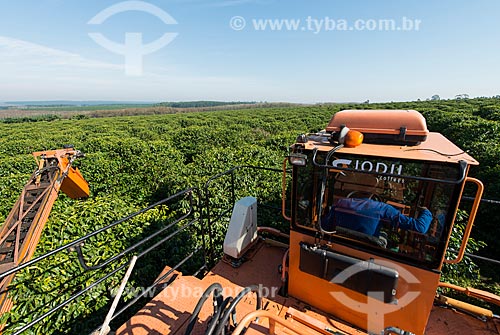  Coffee mechanized harvesting  - Garca city - Sao Paulo state (SP) - Brazil