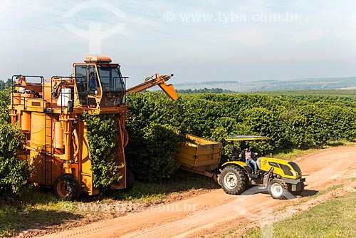  Coffee mechanized harvesting  - Garca city - Sao Paulo state (SP) - Brazil