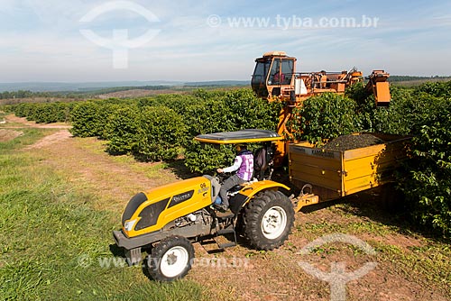  Coffee mechanized harvesting  - Garca city - Sao Paulo state (SP) - Brazil