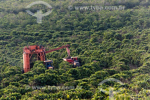  Coffee mechanized harvesting  - Alvinlandia city - Sao Paulo state (SP) - Brazil