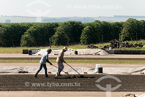  Rural worker spreading coffee on a terrace  - Garca city - Sao Paulo state (SP) - Brazil