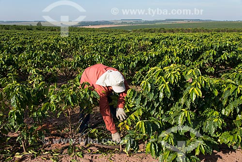  Manual harvest of new coffee  - Garca city - Sao Paulo state (SP) - Brazil