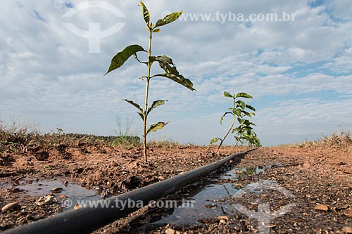  Drip irrigation system - Coffee Plantion  - Garca city - Sao Paulo state (SP) - Brazil