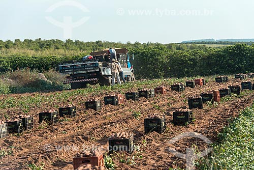 Workers loading truck with sweet potato boxes  - Garca city - Sao Paulo state (SP) - Brazil